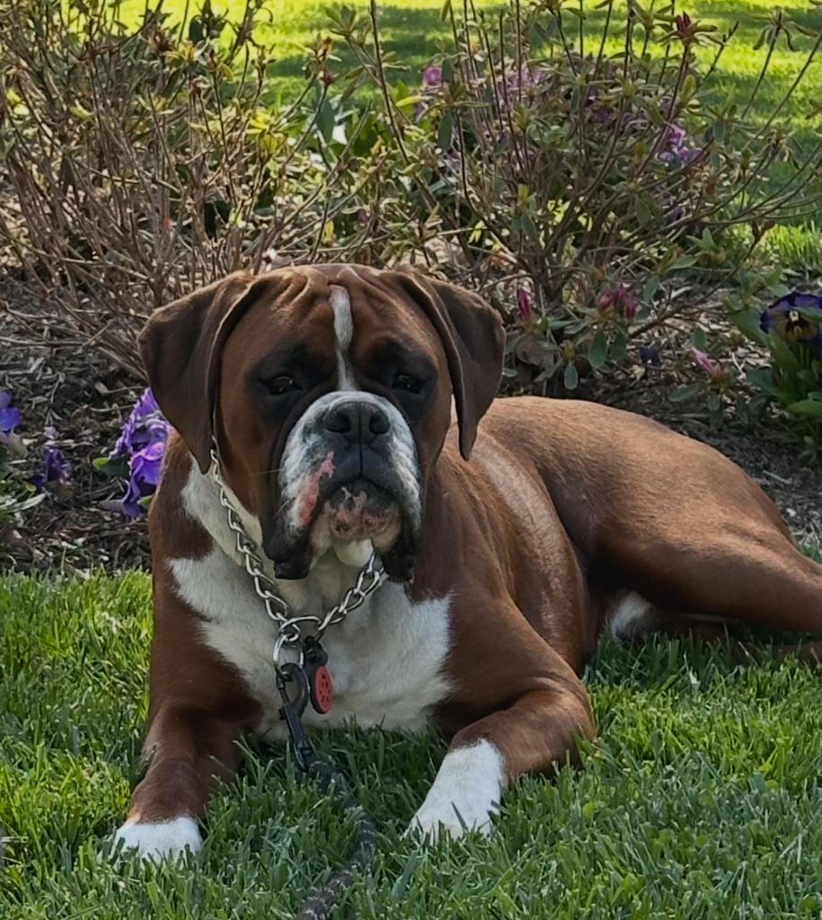 ML10 Search's family and company mascot, Moose "Go Birds" Lottier. A brown and white Boxer breed laying in a grassy yard with a nature backdrop.